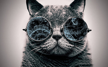 Cool Cat: Genius by ToValhalla Cool Cat: Genius by ToValhalla HD wallpaper