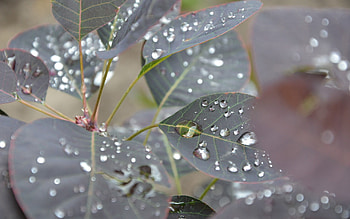 Leaves, Drops, Macro, Form, Branch HD wallpaper