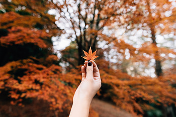 Nature, Autumn, Hand, Sheet, Leaf, Maple HD wallpaper
