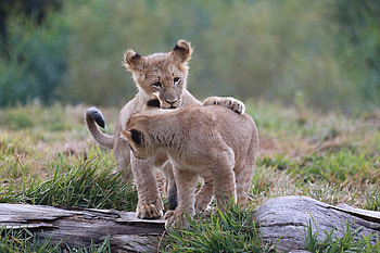 Animals, Predators, Young, Cubs, Kittens, Lion Cubs HD wallpaper