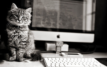 Animals, Fluffy, Kitty, Kitten, Table, Computer HD wallpaper