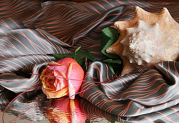 still life, graphy, elegantly, beautiful, snail, nice, silk, shell, rose, flower, cool, , scarf, harmony HD wallpaper