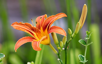 Daylily, orange, flower, lily HD wallpaper