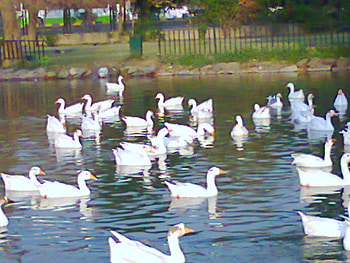 Ducks, lahore, in lake, animals HD wallpaper