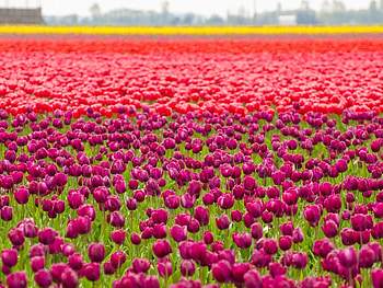 Red and Purple Tulips, colorful, leaves, flowers, tulips HD wallpaper