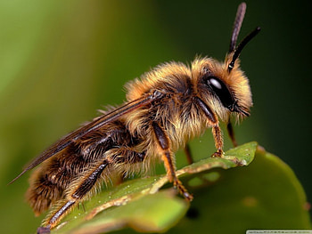 BEE ON A LEAF, NATURE, WILD, , MACRO, INSECTS, ANIMALS, CLOSE UP, SPRING HD wallpaper