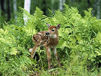 Bamby, animal, nature, deer HD wallpaper