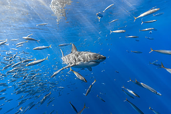 Shark Fish, shark, underwater, fish, animals HD wallpaper