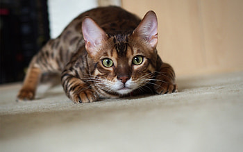 Animals, Cats HD wallpaper