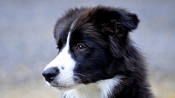 Animals, Dog, Muzzle, British Shepherd HD wallpaper