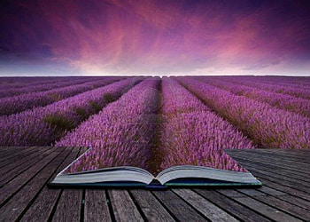 The Book of Nature, lavande, nature, flowers, field HD wallpaper