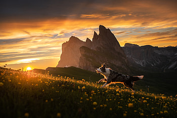 Dog Running at sunset, Dog, sky, nature, susnet HD wallpaper