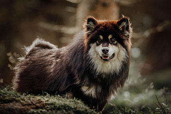 Funny, Animals, Dog, Pet, Finnish Lapphund HD wallpaper