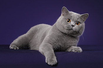 Cat, animal, kitty, grey HD wallpaper