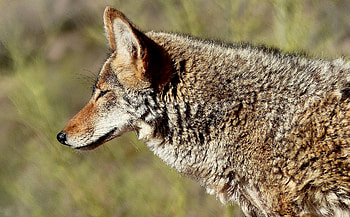 Coyote, Kimberley's predators, Feline foes, East Kootenay's wildlife HD wallpaper