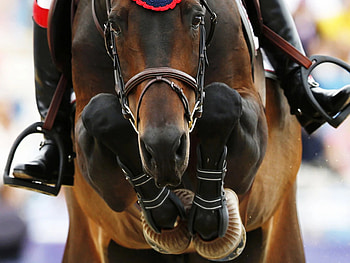 Equitation sports, Horses jumping, Horse riding, Animal sport HD wallpaper