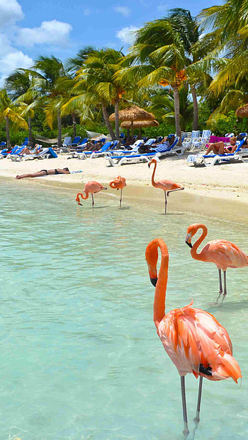Aruba Island, Travels, Beautiful flamingos, Beach HD phone wallpaper