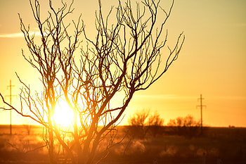 Tree Branches Afterglow Silhouette, nature, trees, silhouette HD wallpaper