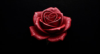 Red Rose – Elegant Bloom in Stunning Detail, red rose, rose, red flower, blossom, floral HD wallpaper