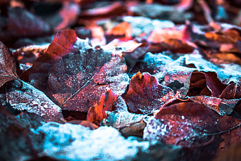 Fallen Snow On Leaf , leaf, snow, nature, graphy HD wallpaper