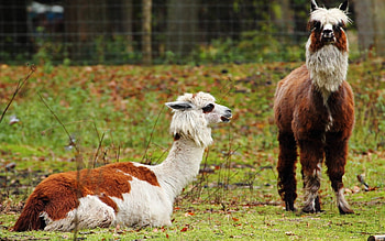 alpaca , backgrounds, Stunning visuals, Nature's beauty HD wallpaper