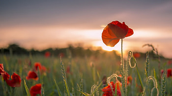 Sunset in poppy field, summer, poppy, field, , nature, flowers, poppyfield, sunset HD wallpaper