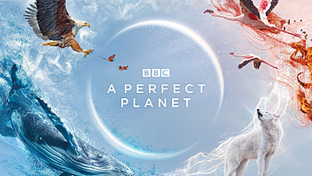 Animals A Perfect Planet HD wallpaper