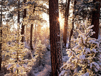 Landscape, Winter, Trees, Snow, Fir-Trees HD wallpaper