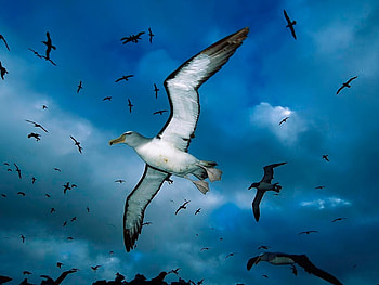 Blue wings, blue, wings, sky, birds HD wallpaper