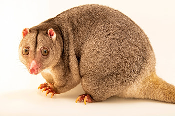 Animals in arts, Joel Sartore's graphy, Ethereal wildlife, Artistic representation HD wallpaper
