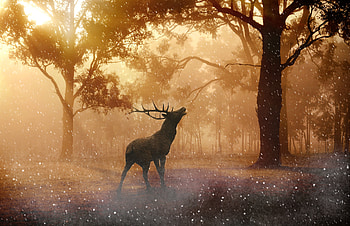 Deer Wild Nature Forest , deer, nature, forest HD wallpaper
