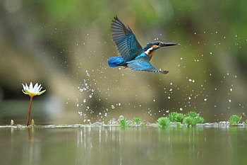 Kingfisher, blue, bird, pasare, summer, flower, green, water, lotus HD wallpaper