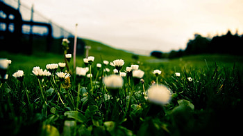 Flowers, Grass, Macro, Dark HD wallpaper