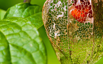 Physalis, Chinese lantern fruit, Striking , Eye-catching backgrounds HD wallpaper