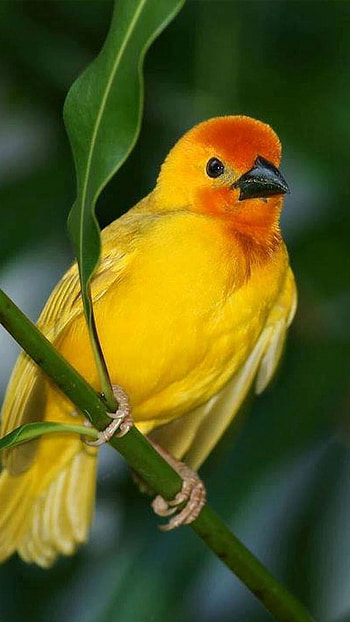 Canary, Yellow Bird HD phone wallpaper