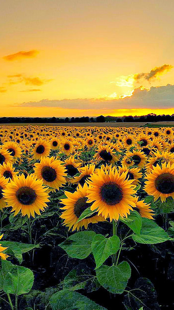 Sunflower field, Bright and sunny, Nature's smile, Fields of gold HD phone wallpaper