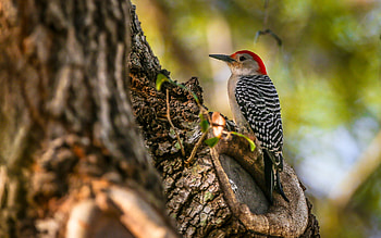 Woodpecker, Animals, Red-bellied woodpecker, Bird HD wallpaper