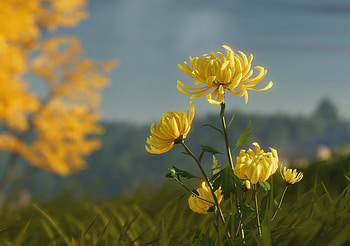 Chrysanthemum, flower, yellow, colin valek, autumn, toamna HD wallpaper