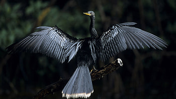 Animals, Bird, Plumage, Wingspan HD wallpaper