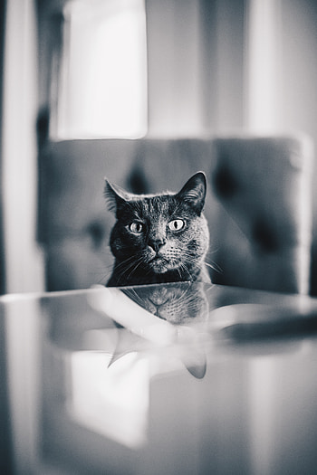 Animals, Cat, Pet, Grey, Bw, Chb HD phone wallpaper