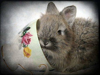 LITTLE BUNNY, LITTLE, CUTE, BUNNY HD wallpaper