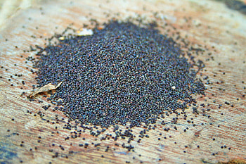 Poppy Seeds, Allergic reactions, Sensitivity symptoms, Lifestyle adjustments HD wallpaper