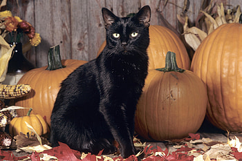 Halloween Black Cat Pumpkin HD wallpaper