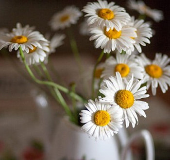 Still life, soft, vase, flowers, daisies HD wallpaper