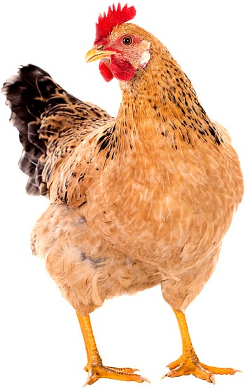 Hen (Animals), Hen beak close-up, Animal graphy, Chicken HD phone wallpaper