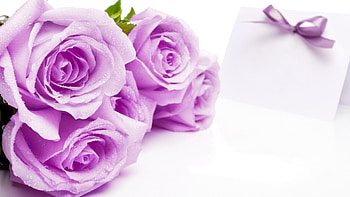 Plants, Holidays, Flowers, Roses HD wallpaper