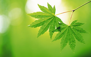 Green maple leaf, Nature's beauty, Landscape , Leaf HD wallpaper