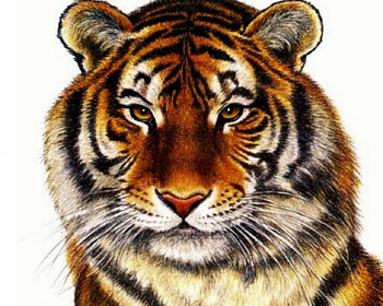 tiger painting, majestic, cat, wild, tiger HD wallpaper