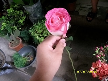 Mash3an pink rose, rose, single, pink, flower HD wallpaper