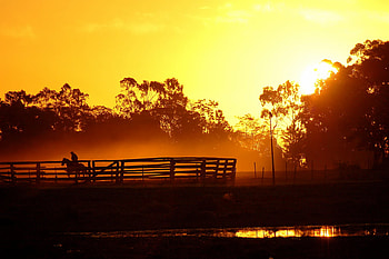 Sunset in Brazil, horse, brazil, lake, trees, nature, fench, sky, water, sun, sunset, places HD wallpaper